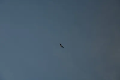 DSC_0260 (Large).JPG